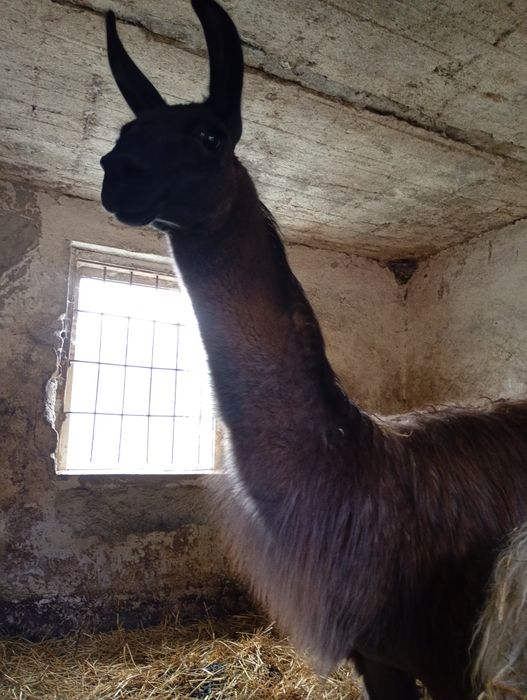 Para lam samiec i samica sprzedam lub zamienię