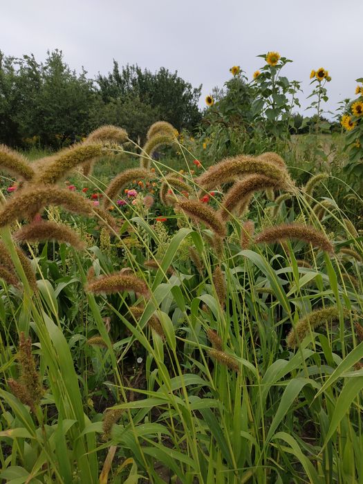 Колоски пшениці без стебел  сухоцвіти для декору та композицій