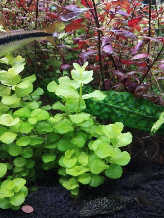 Lysimachia Nammularia Aurea