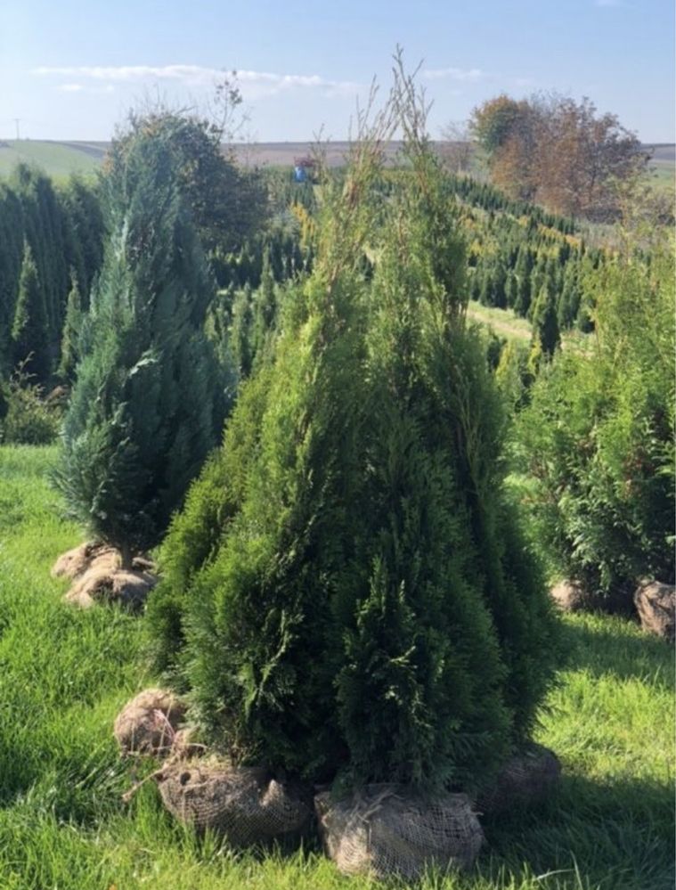 Tuja Szmaragd 140-150 PROSTO OD PRODUCENTA!Dostawa do domu(thuja tuje)