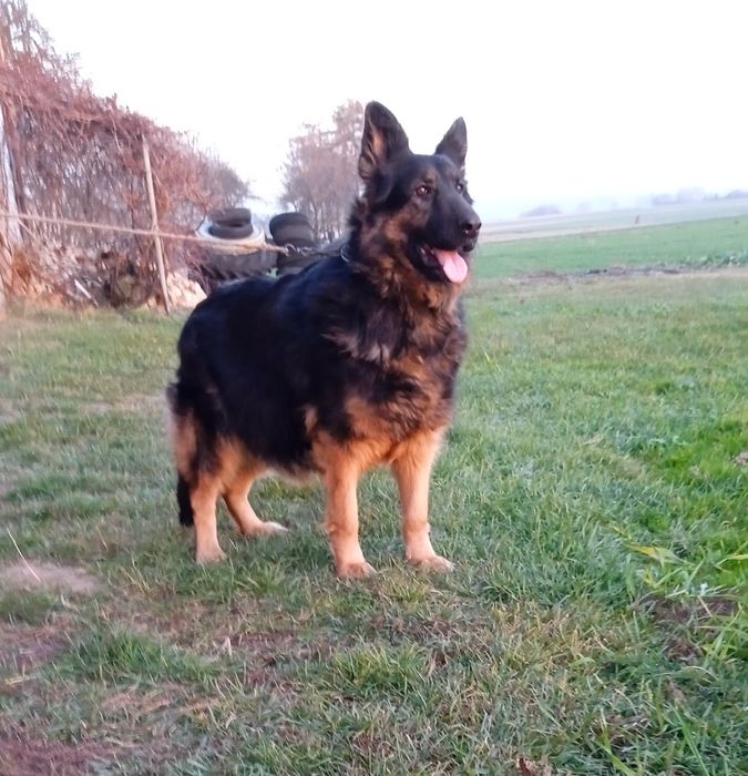 Owczarek niemiecki oddam