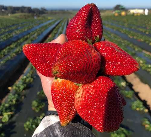 Morangueiros dos morangos GIGANTES - Deliciosos sabôr a flores