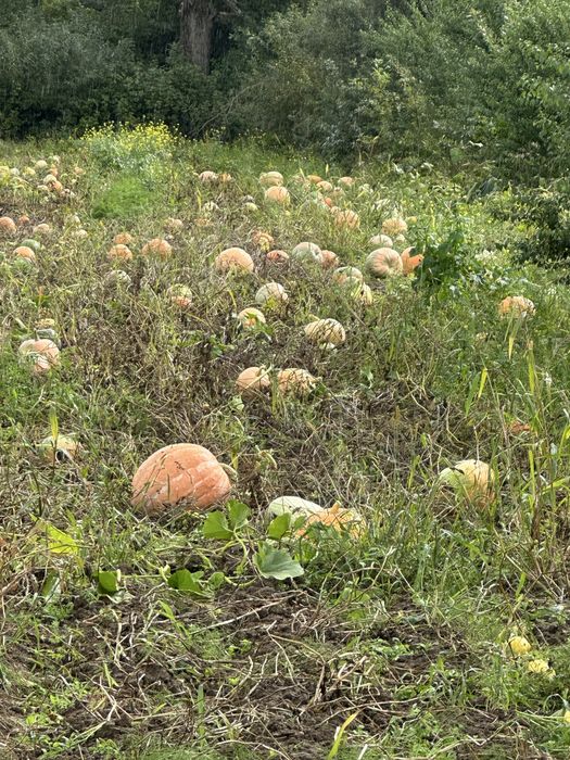 Продам гарбуз домашній