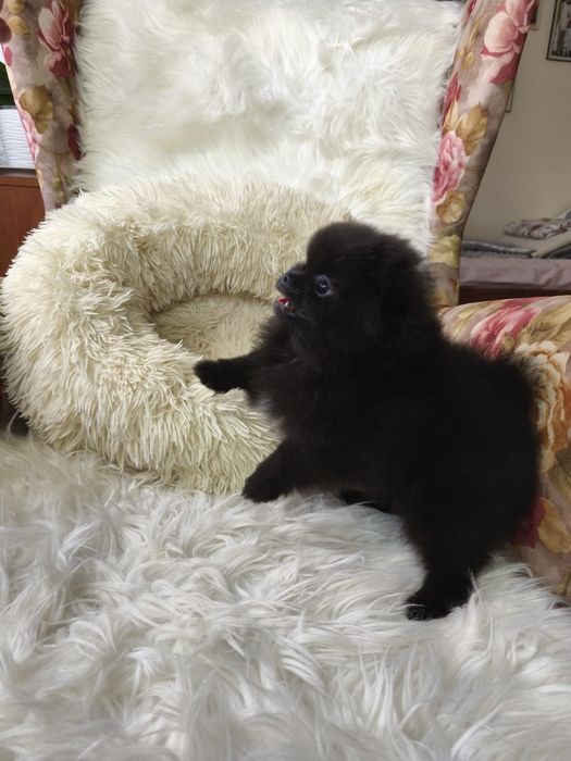 Szpic miniaturowy pomeranian