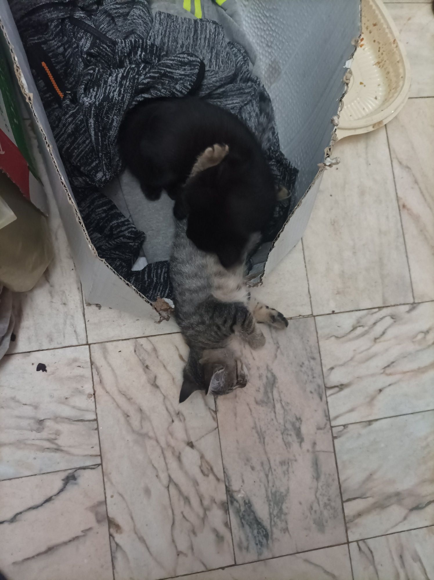 Gatinhos para adoção