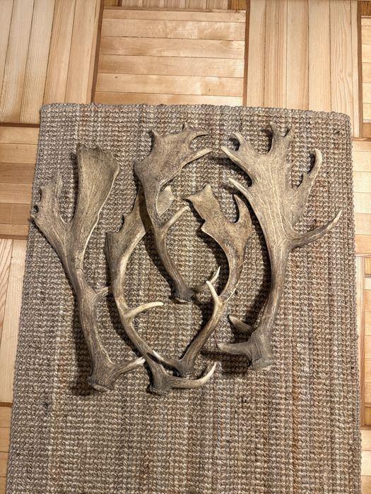 Poroza daniela naturalne zrzuty 5 sztuk zestaw