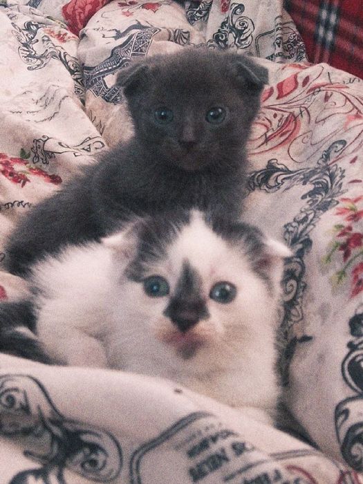 Кошенята породисті і не породисті