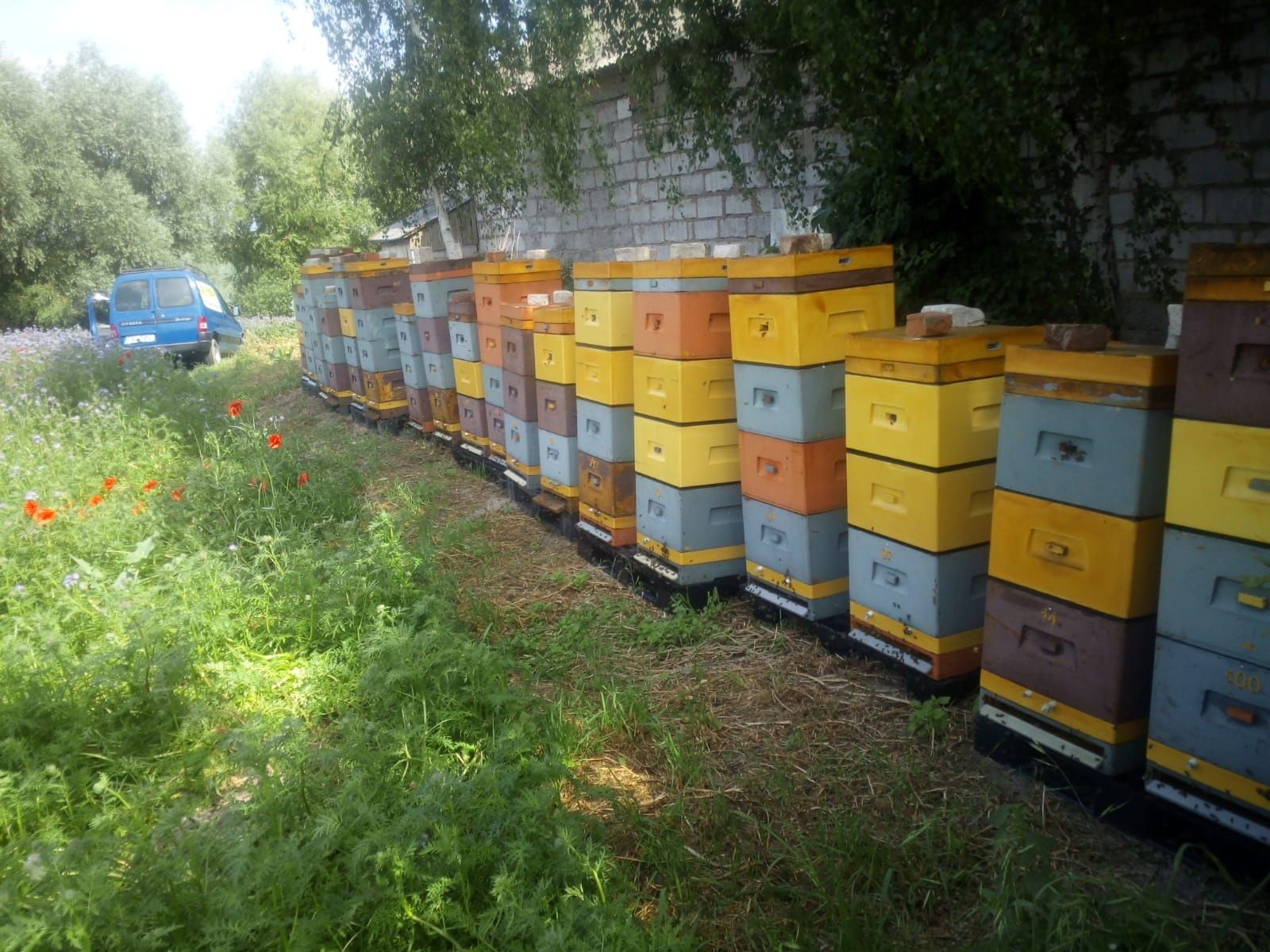 Odkłady pszczele .Rodziny pszczele, Pszczoły,5 ram wielkopolskich