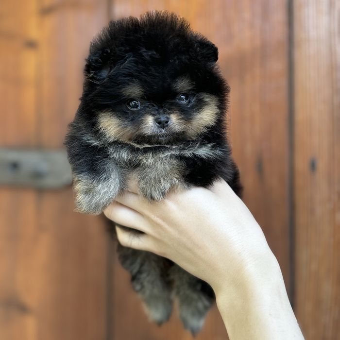 Міні дівчинка шоу класу тип ведмедик