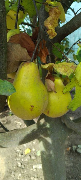 Owoce Pigwy gruszkowej
