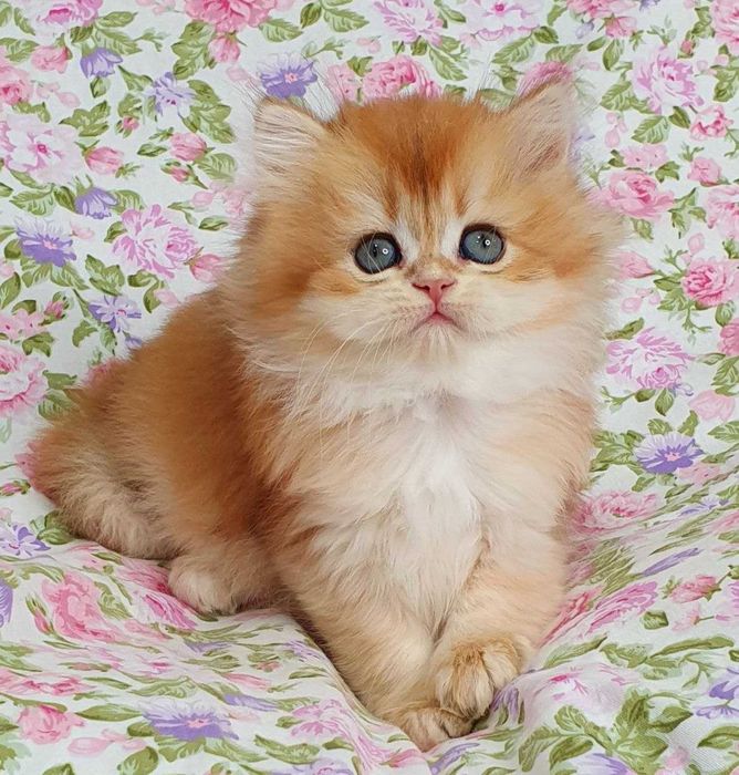 Золоті Британські довгошерсті хлопчик Круасан та Карамелька