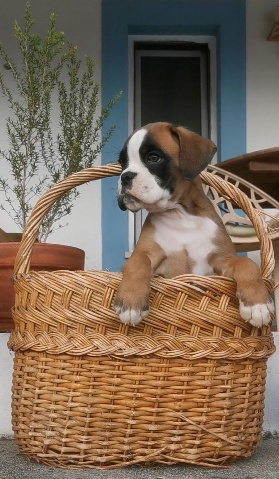 Excelente Boxer Macho