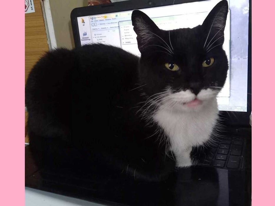 Emi - spokojna i kochająca bliskość oraz dotyk osierocona kotka