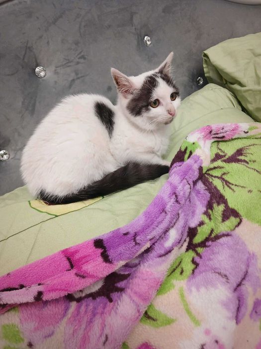 Принцеса з гривкою, біля 3 міс.