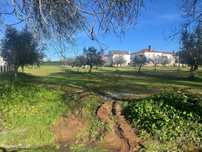 Terreno Urbano com 8400m2 com Olival – Courela da Nascente, Reguengo d