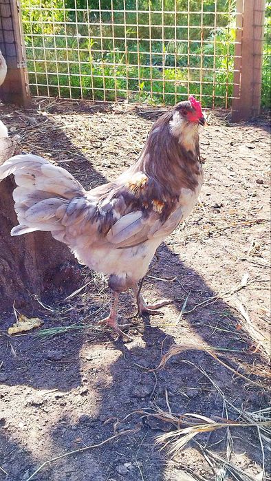 Петушок пивник амераукана