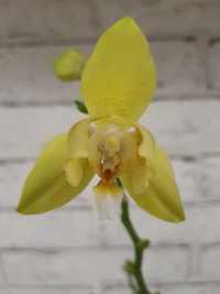 Орхідея пілор міні