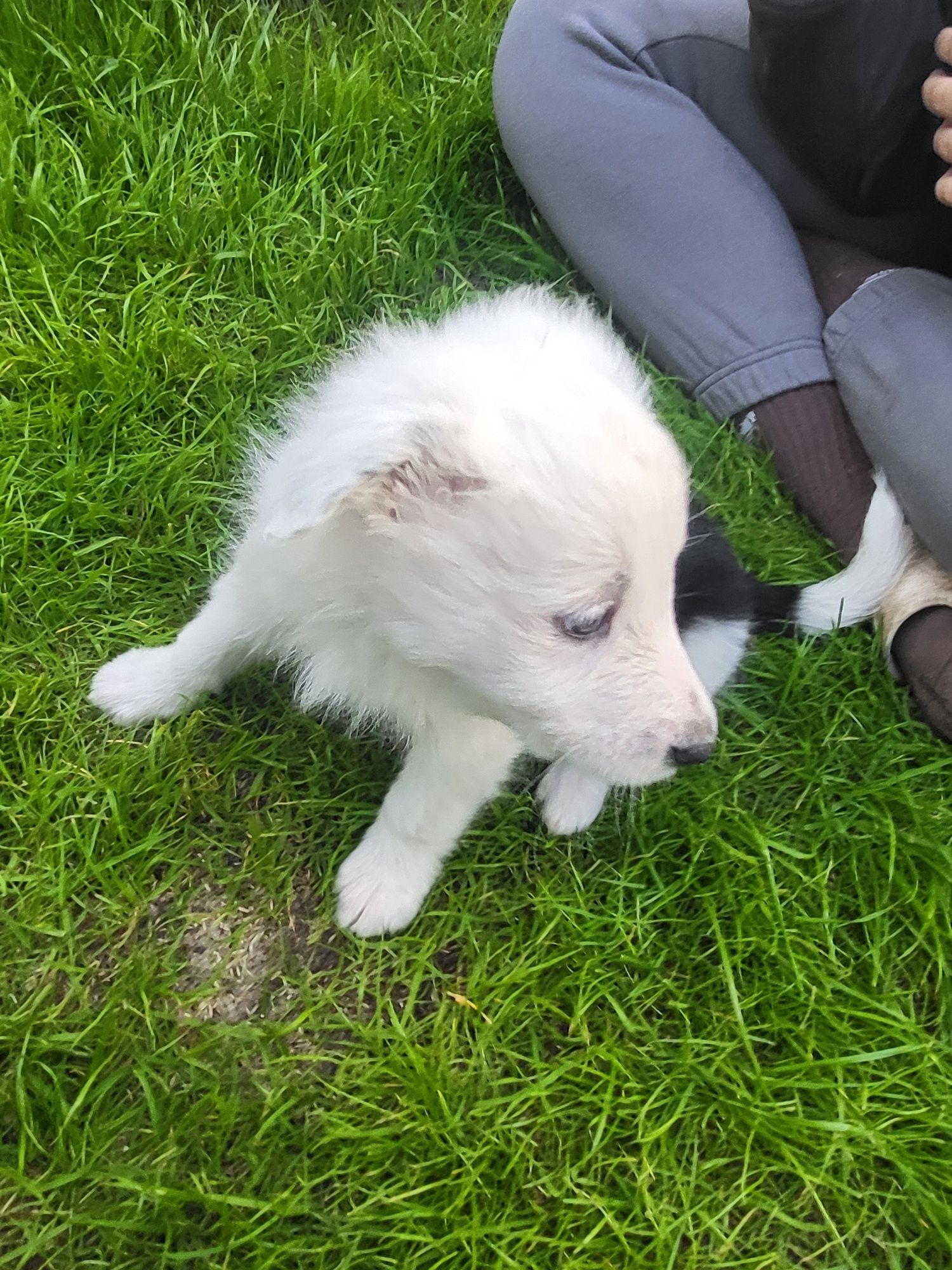 Border Collie - przytulas Samczyk - chip, rodowód, WKU, PPK
