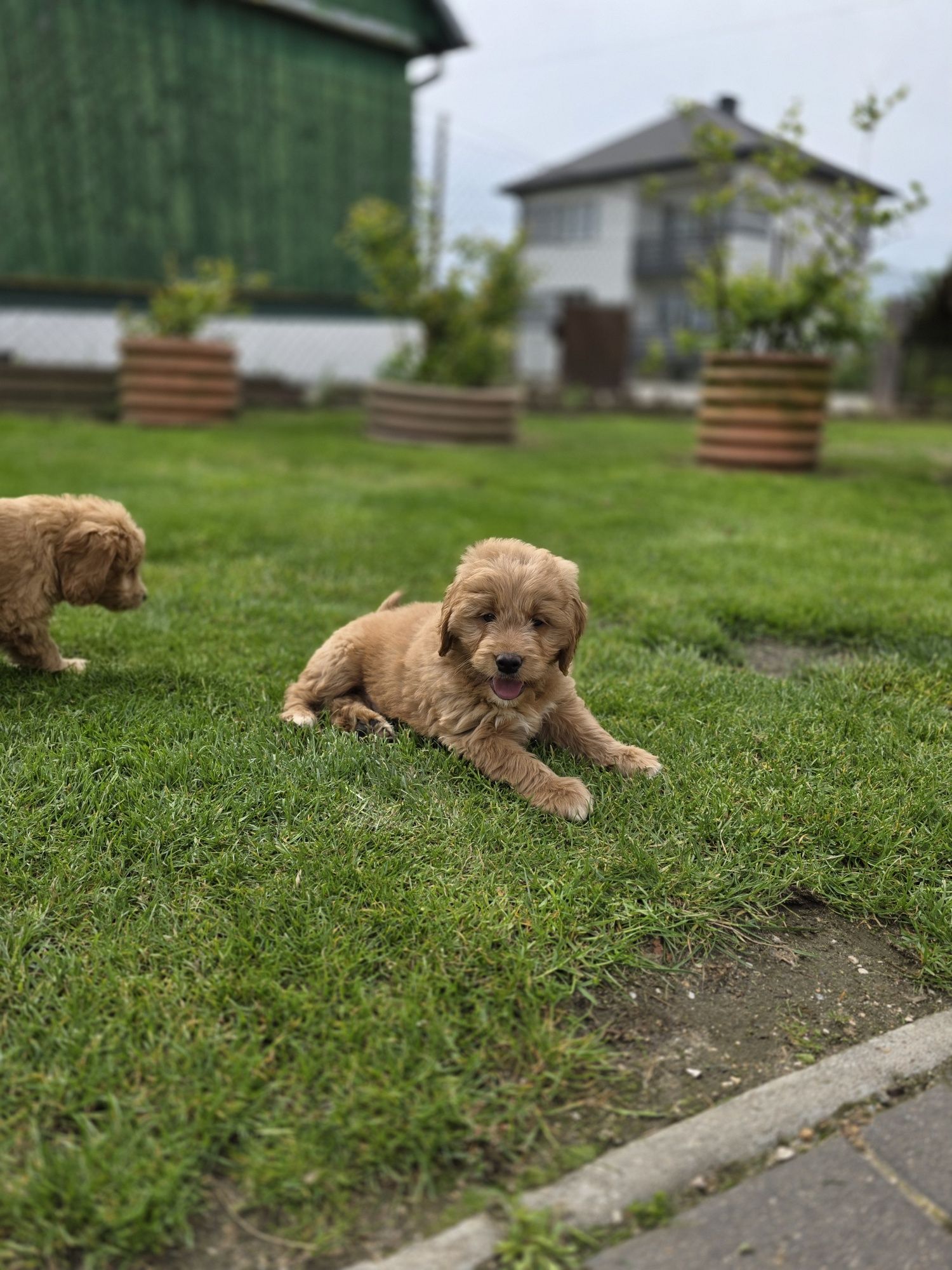 Goldendoodle piesek f1