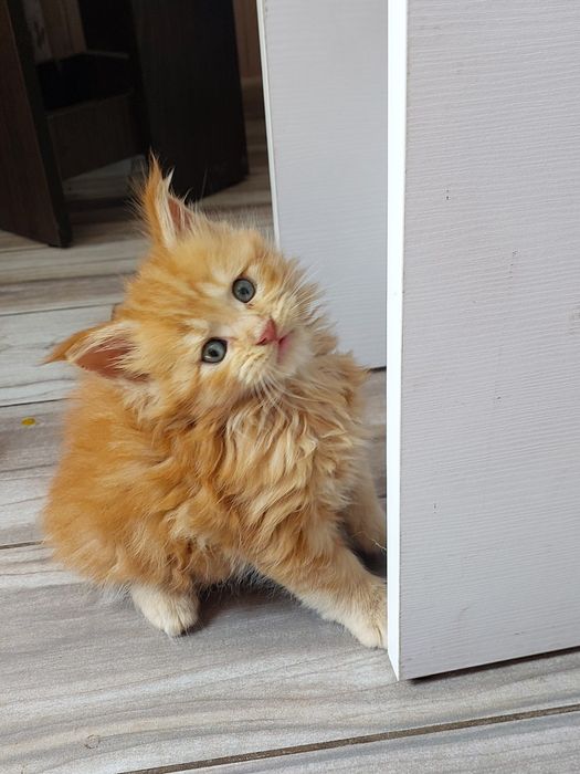 Різного кольору вибір мейн куни недорого