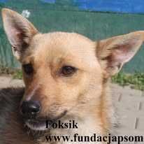 Foksik, delikatny piesek szuka domu