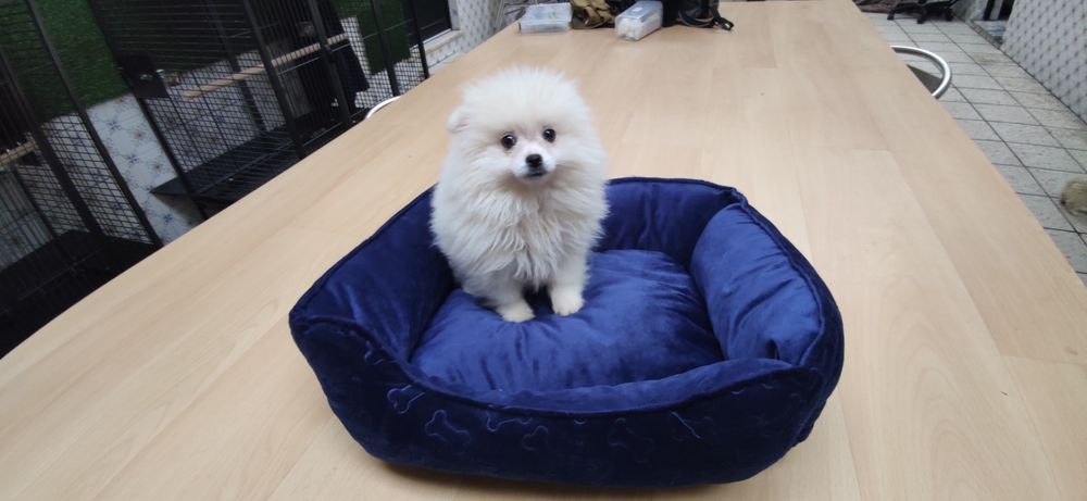 Spitz alemão anão fêmea Lulu da Pomerânia