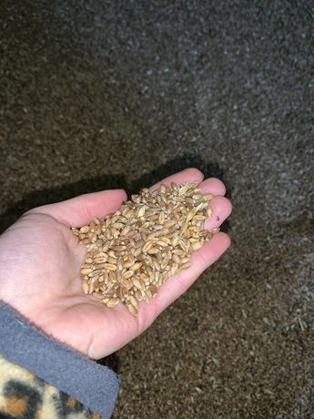Продам пшеницю, врожай 2021