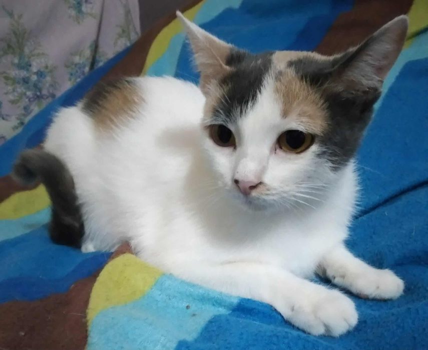 Трьохколірній кішці треба дім