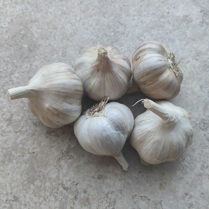 Czosnek  średnica 5.5