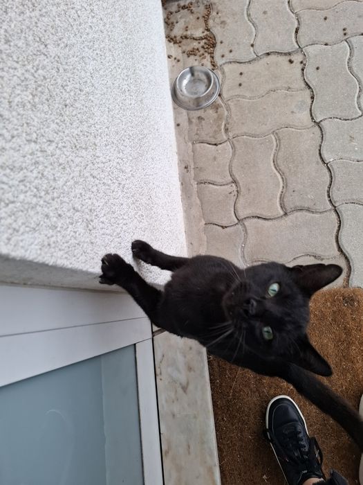 Gatinho para adoção