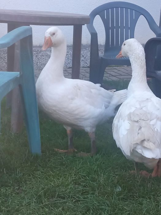 Kaczki ,kaczory ,gęsi ,kury mięsne tuszki