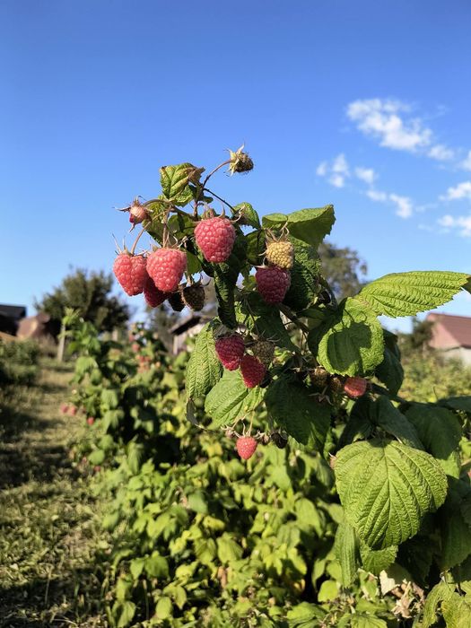 Малина, саджанці Поляна , джоан джей