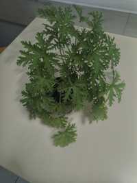 Geranium aloes peperomia
