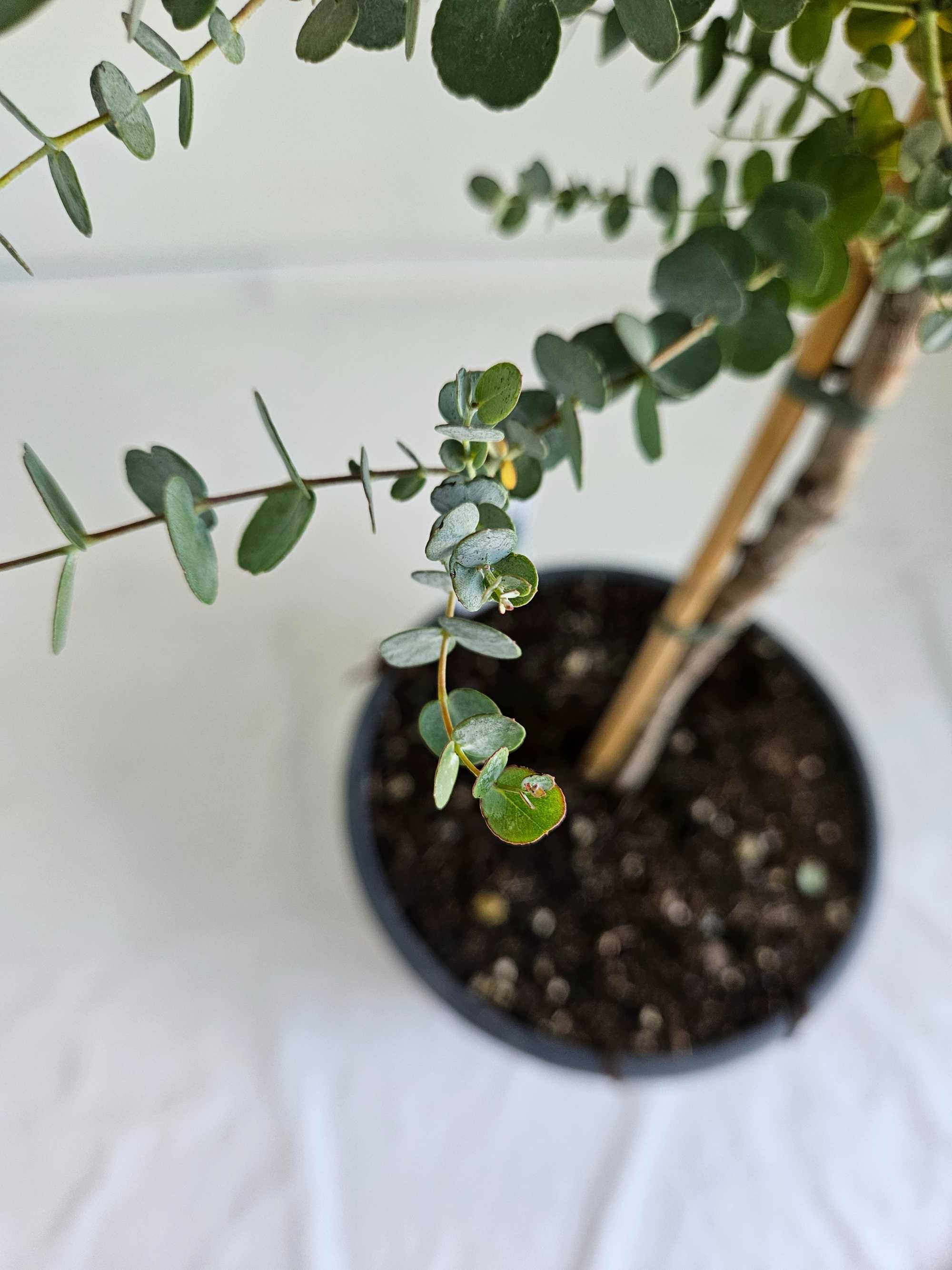 Eukaliptus na pniu – Eucalyptus gunnii – wys. 130 cm