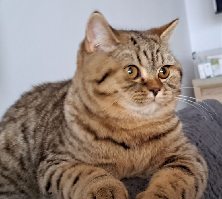 Koteczka Brytyjska  Uliana