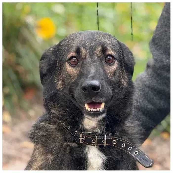 Спокойная собака в хорошие руки