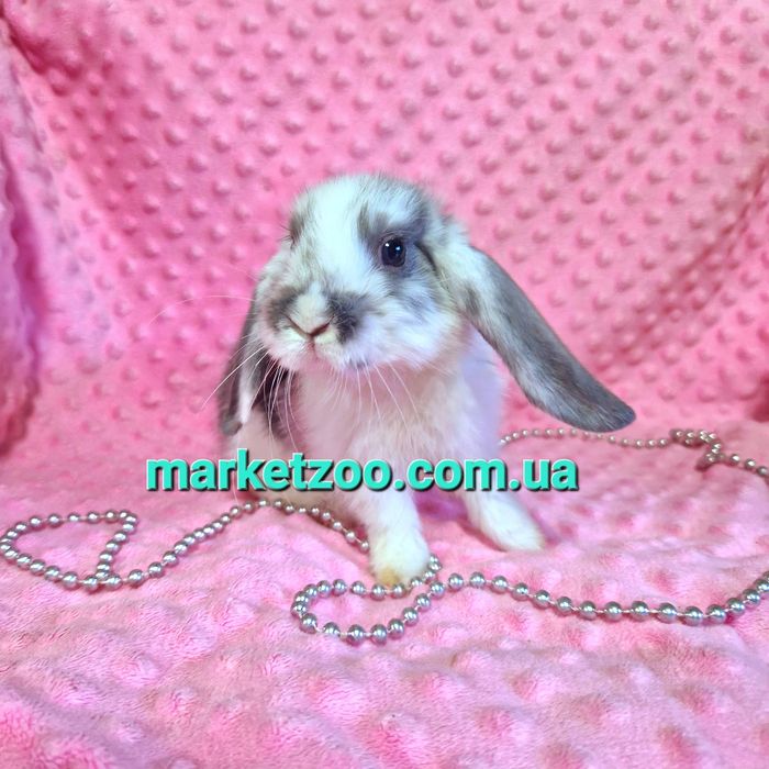 Мини мiнi кролик,карликовые кролики,карликовi,вислоухий баранчик lop