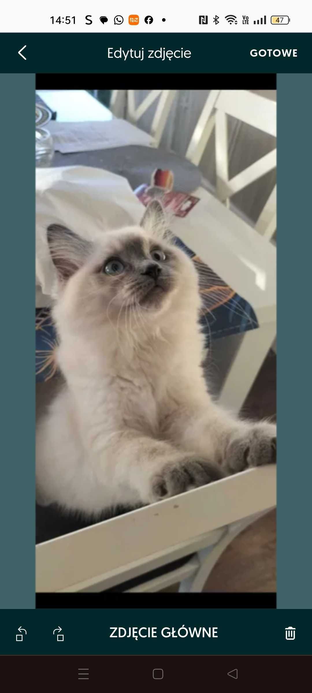 Śliczny kocurek Ragdoll