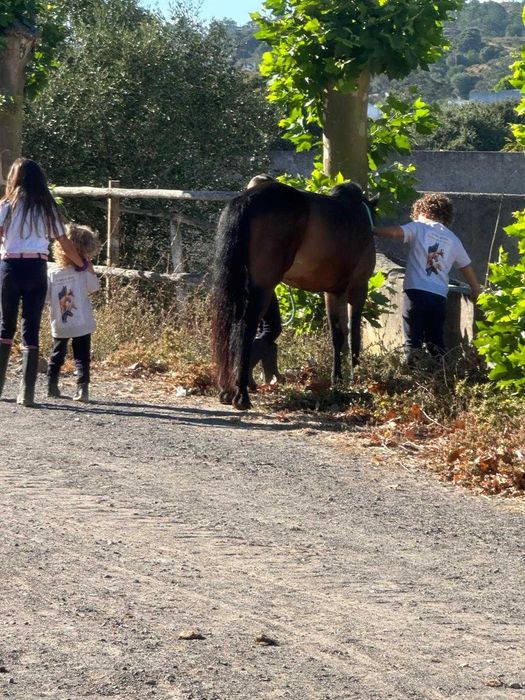 Festa de Aniversário com cavalos