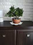Kwiatek crasula ovata Uszy Shreka.