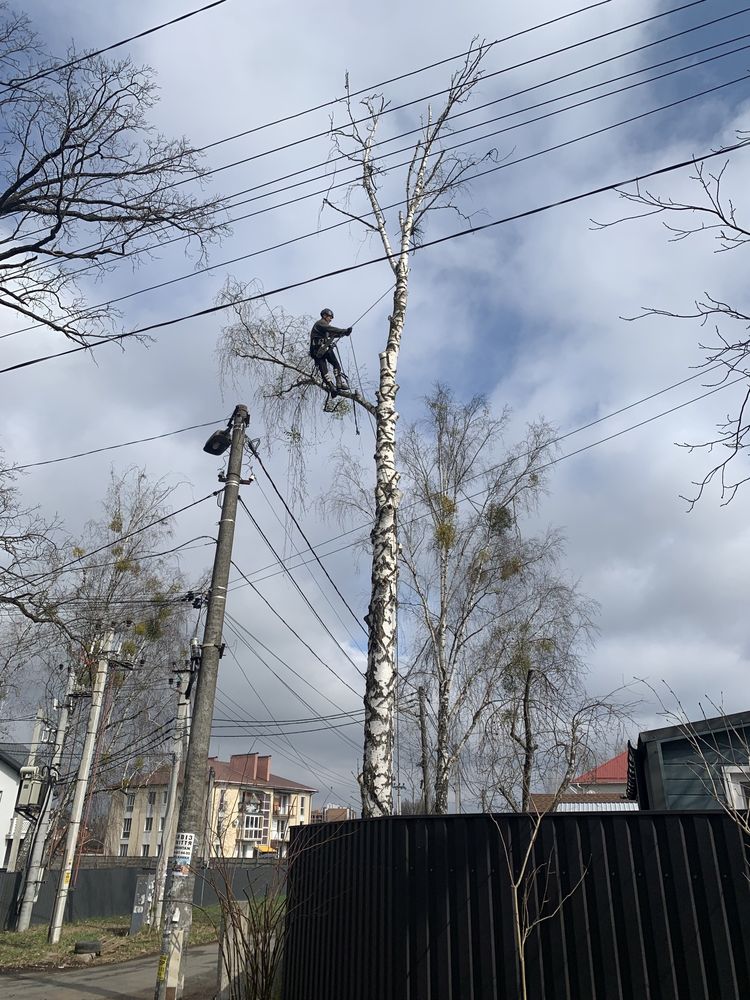 Зрізання дерев,Спил,Кронування,Валка,Корчування,Видалення дерев