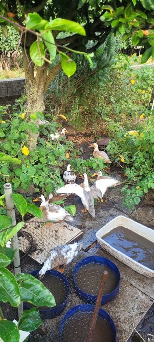 Patos Rouen com 5 meses