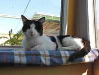 Bernard, przytulas do adopcji!