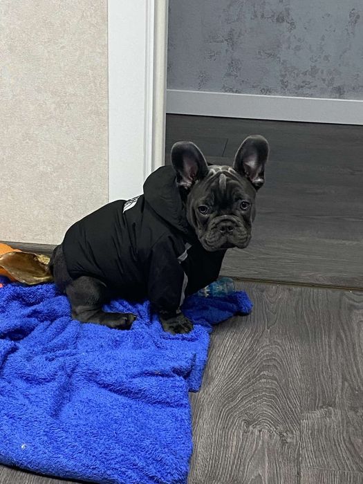 Французский бульдог