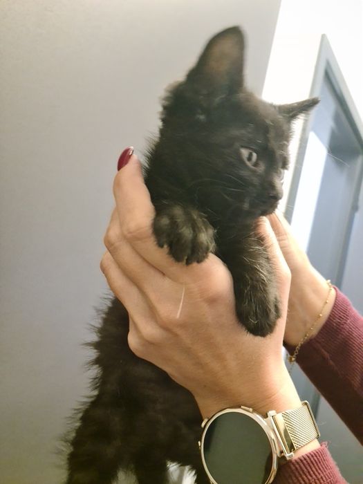 4 małe kociaki szukają odpowiedzialnych domów