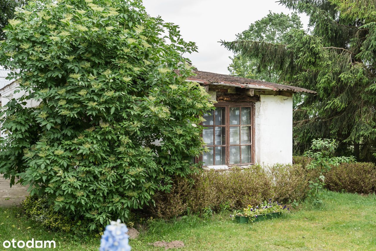 Dom z duszą i zabudowaniami gospodarczymi na dużej działce – Strzelewo