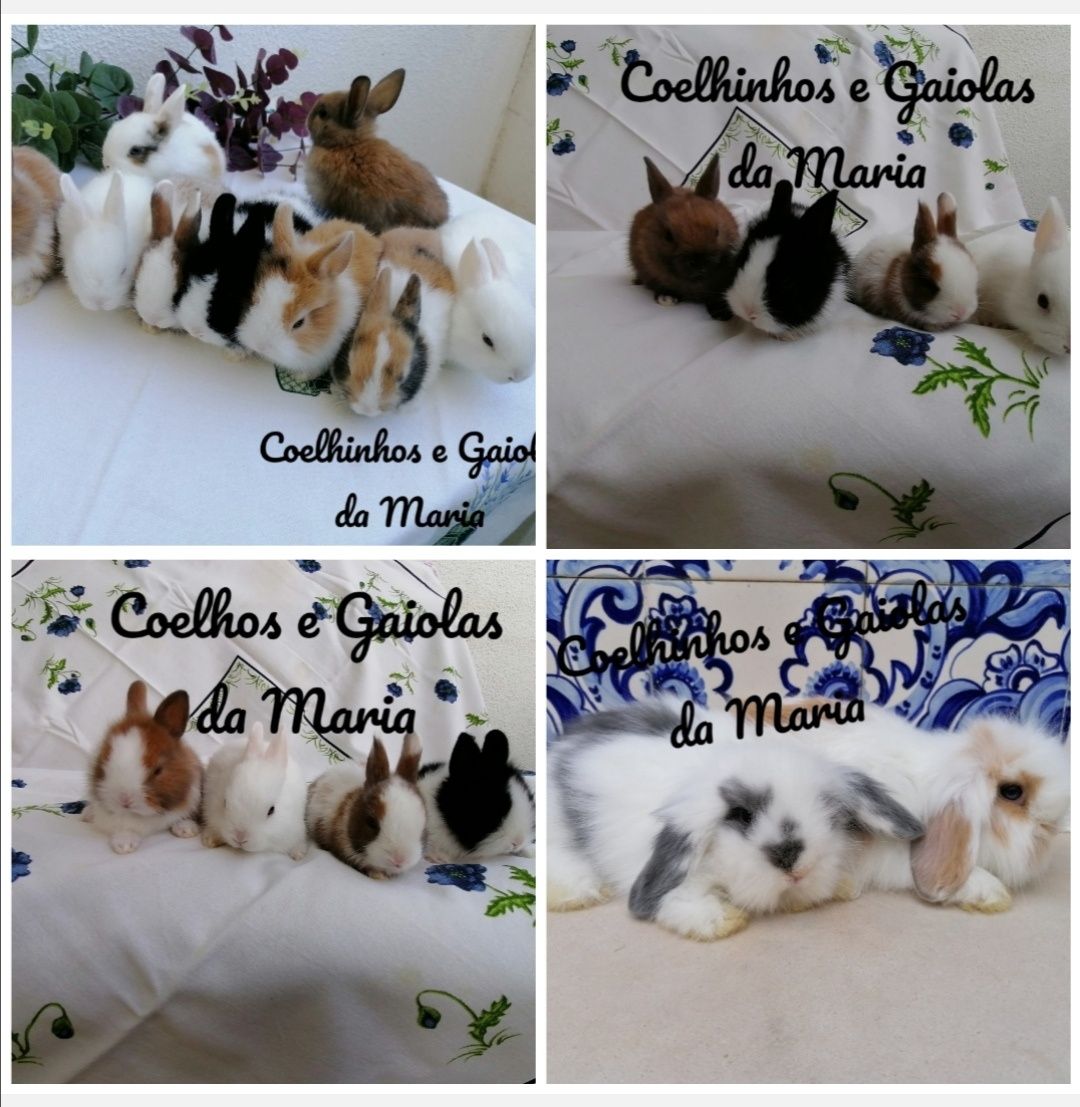 KIT Coelhos Anões Mini Toy, Mini Holandêz, Tedy, Belier (Orelhudo)