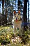 Suczka husky Gaja, zrównoważona, mądra idealna na pierwszego husky