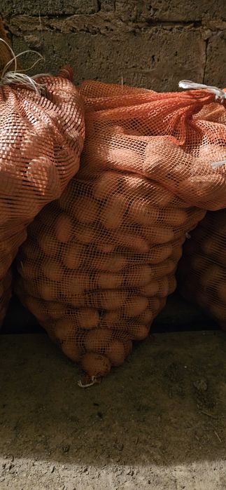 Ekologiczne Ziemniaki  jadalne 1.8zł/kg