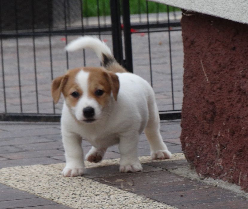 Jack russell Terrier piesek